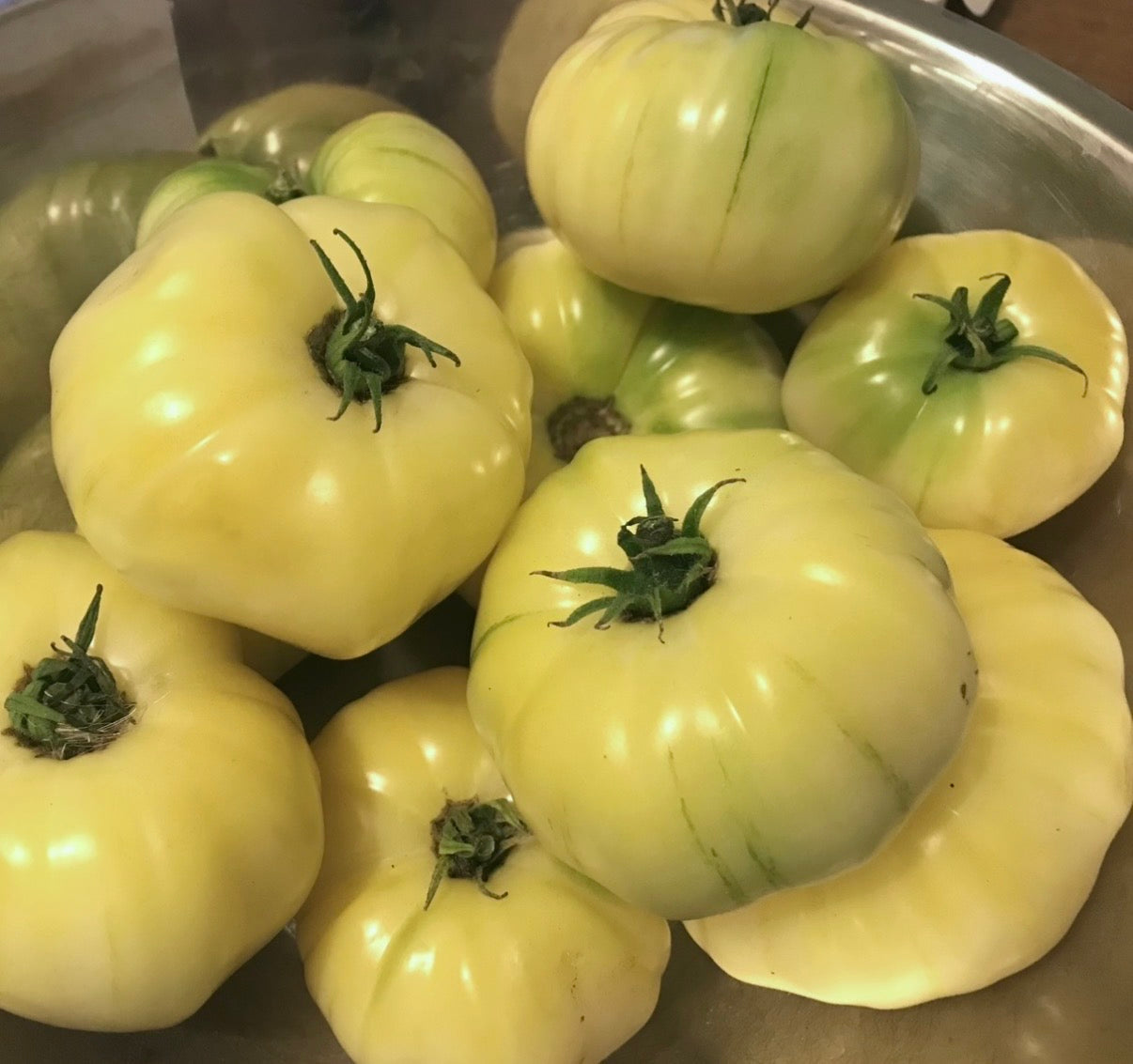 Tomato Plug Plants UK Grown β Choose Your Variety β Strong and Ready to Grow