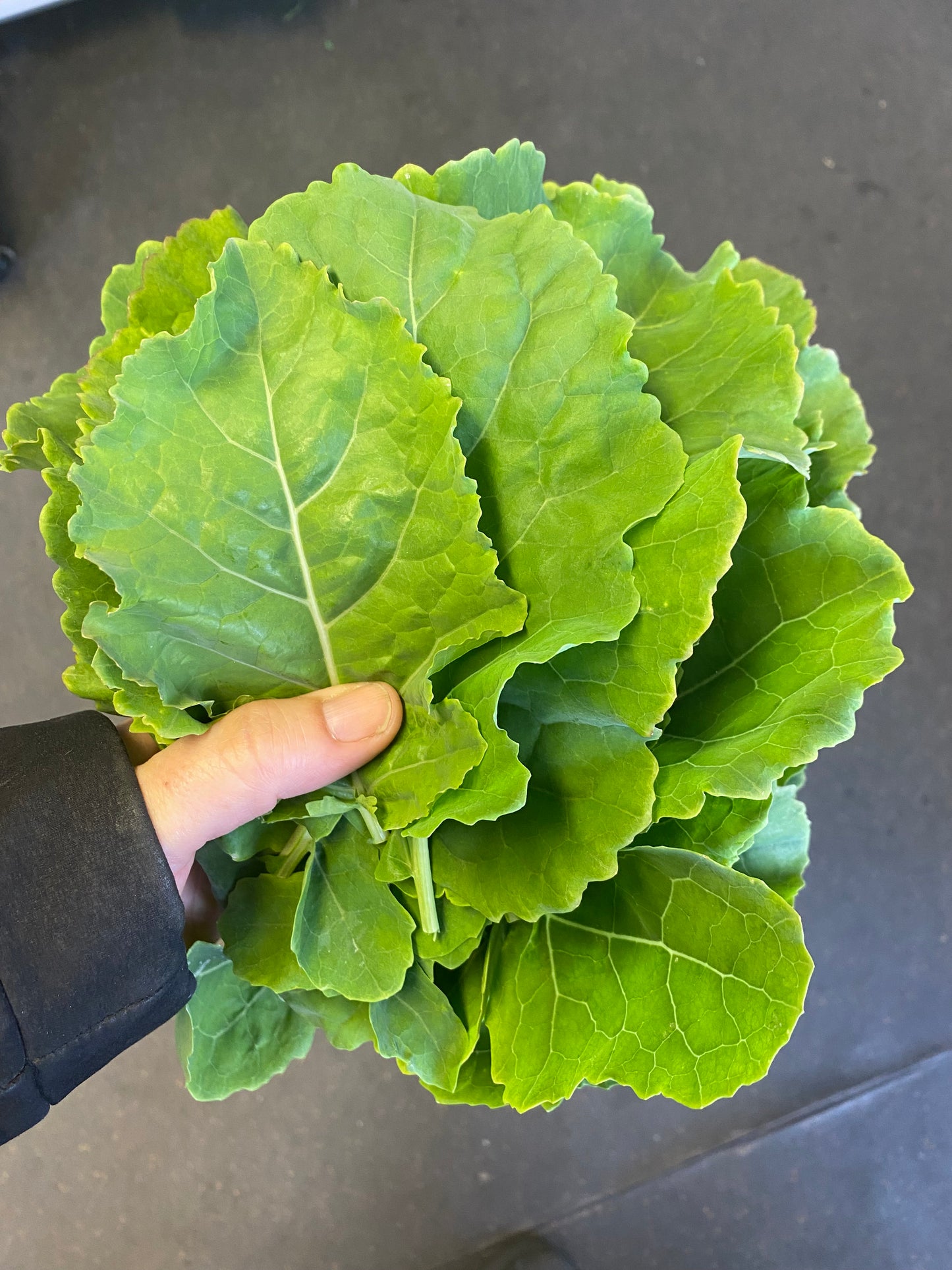 Daubenton's Perennial Kale Rooted Plug Plants