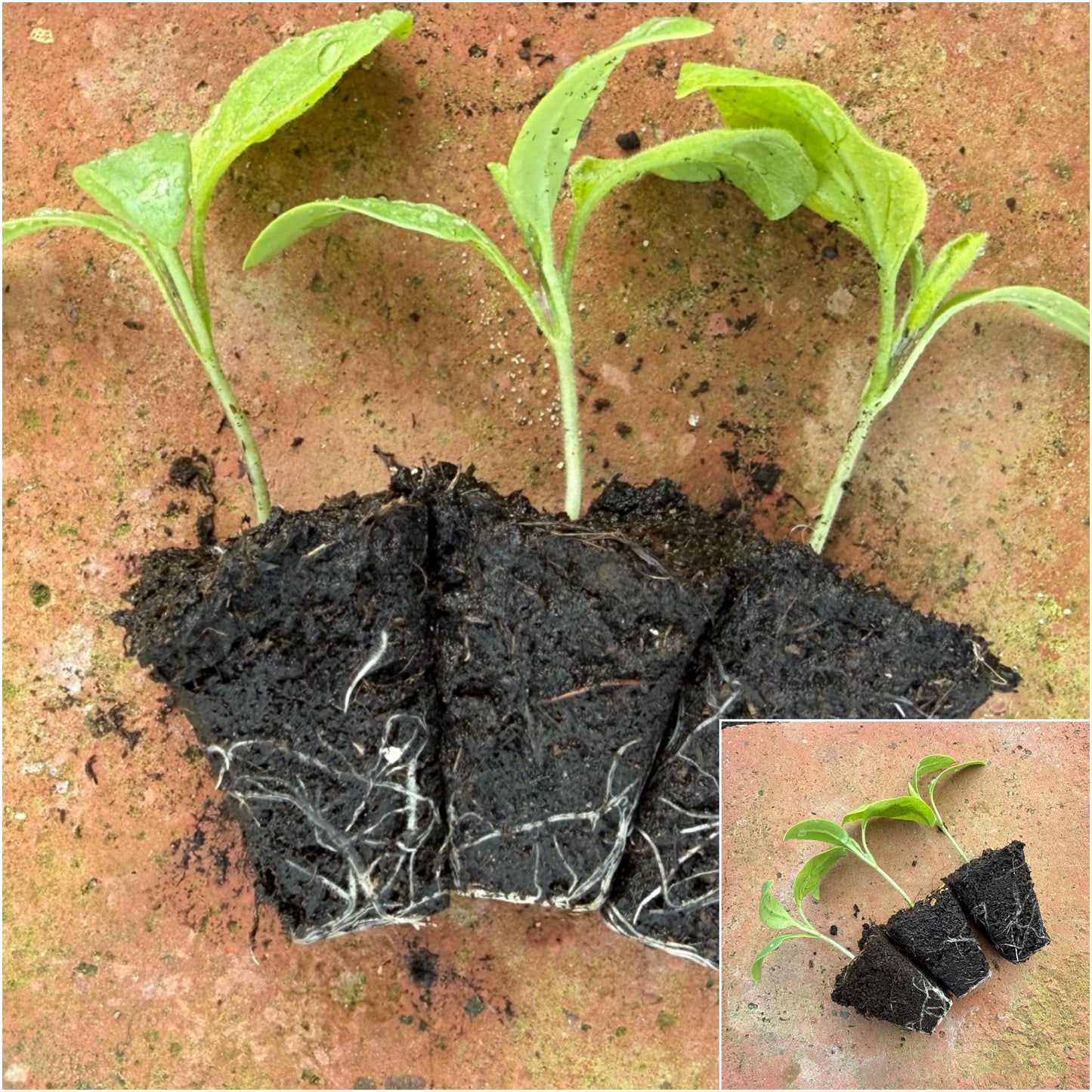 Ready to Grow Aubergine ‘Genie F1’ Plug Plants – 1, 3 or 6 Plants – UK Grown