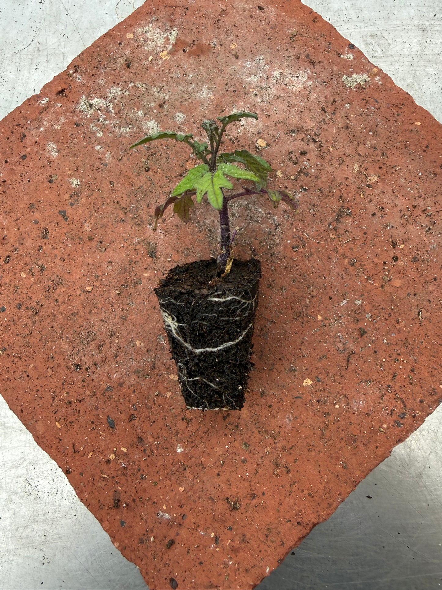 Dwarf House Tomato Plug Plants – Compact Bush Variety – Ideal for Pots & Windowsills – 3, 5 or 6 Plants