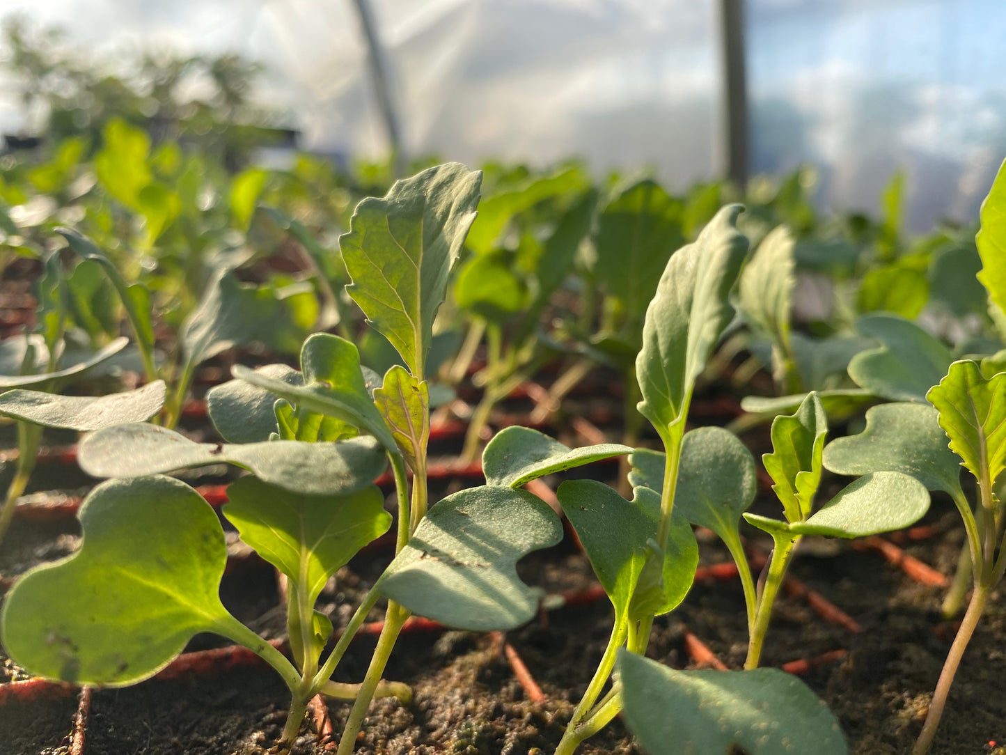 Collard Greens ‘Georgia’ ‘Southern’ Plug Plants! Grow a taste of the Deep South 