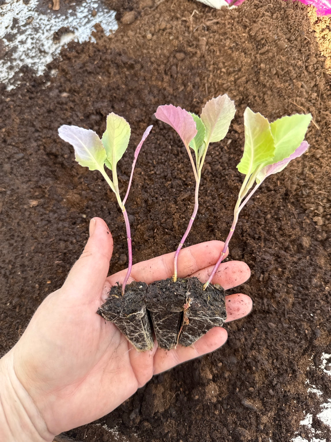 Greyhound Cabbage Plug Plants – Early Summer Cabbage – UK Grown