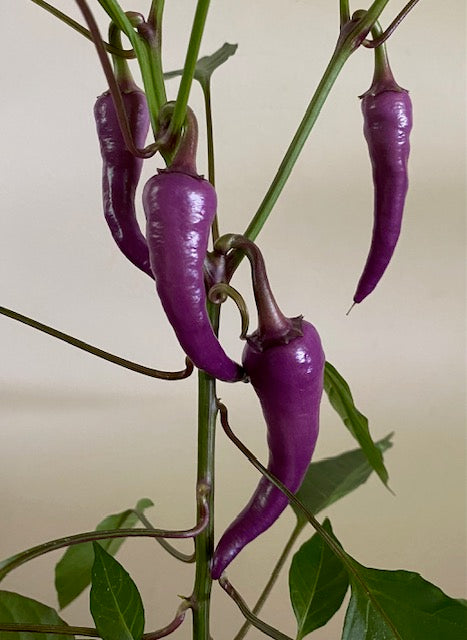 Chilli Plug Plants - Ready to Grow - from Mild to Wild!