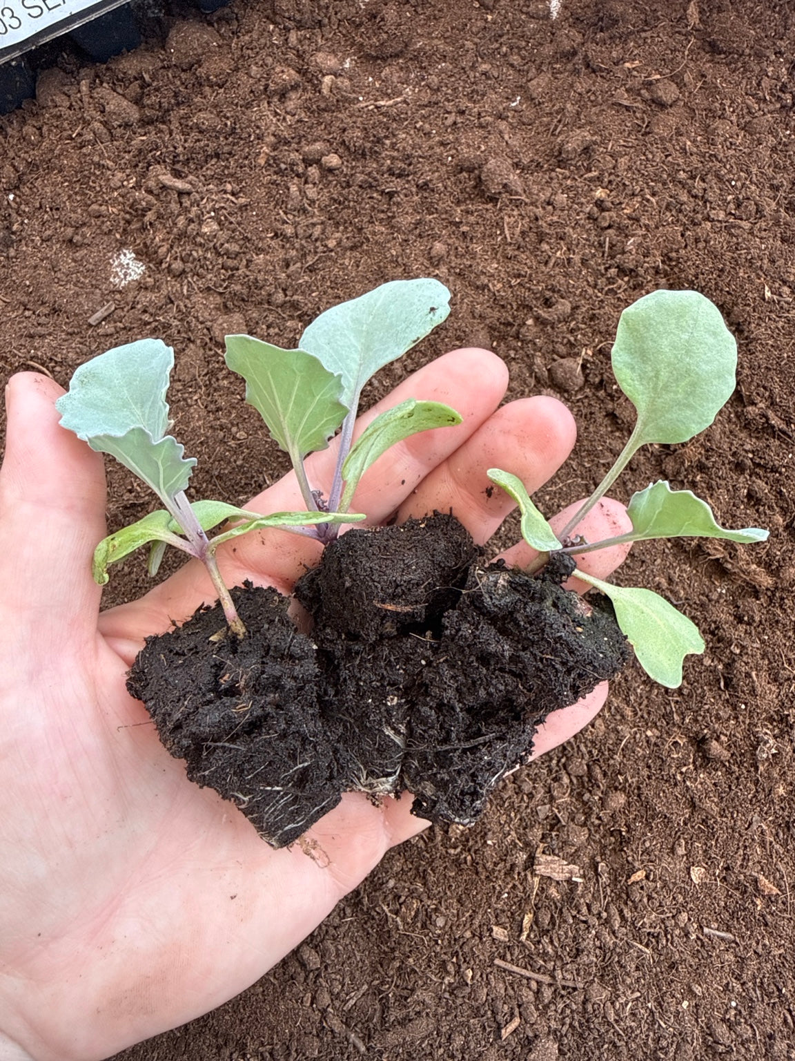 Sea Kale Plug Plants! Rare Edible Perennial Vegetable - UK Grown Plants