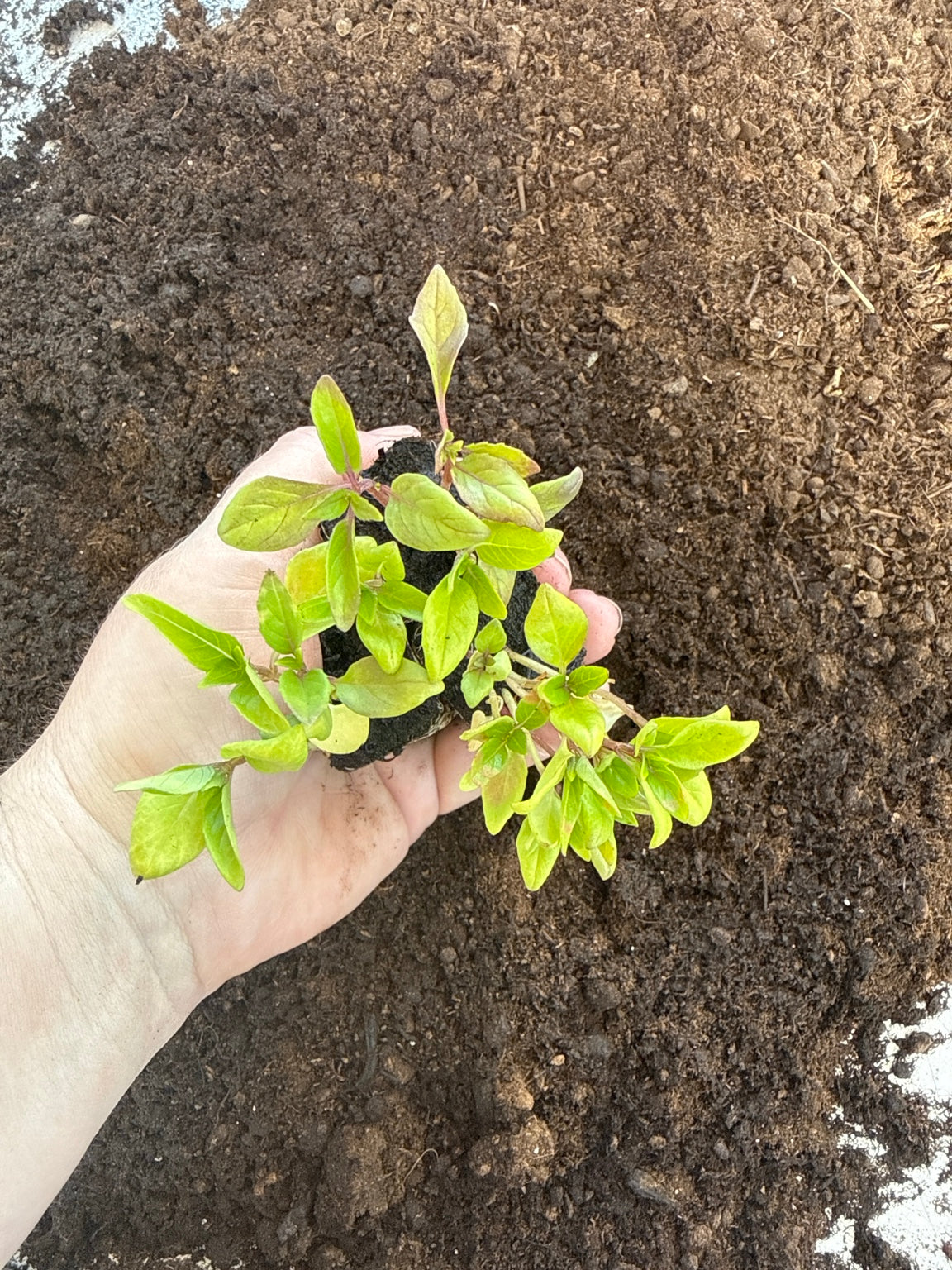 Thai Basil - Thai Large Leaved Basil Plug Plants – UK Grown Herb Plants