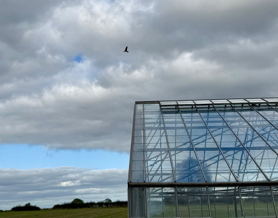 A Red Kite above our Derbyshire Greenhouse
