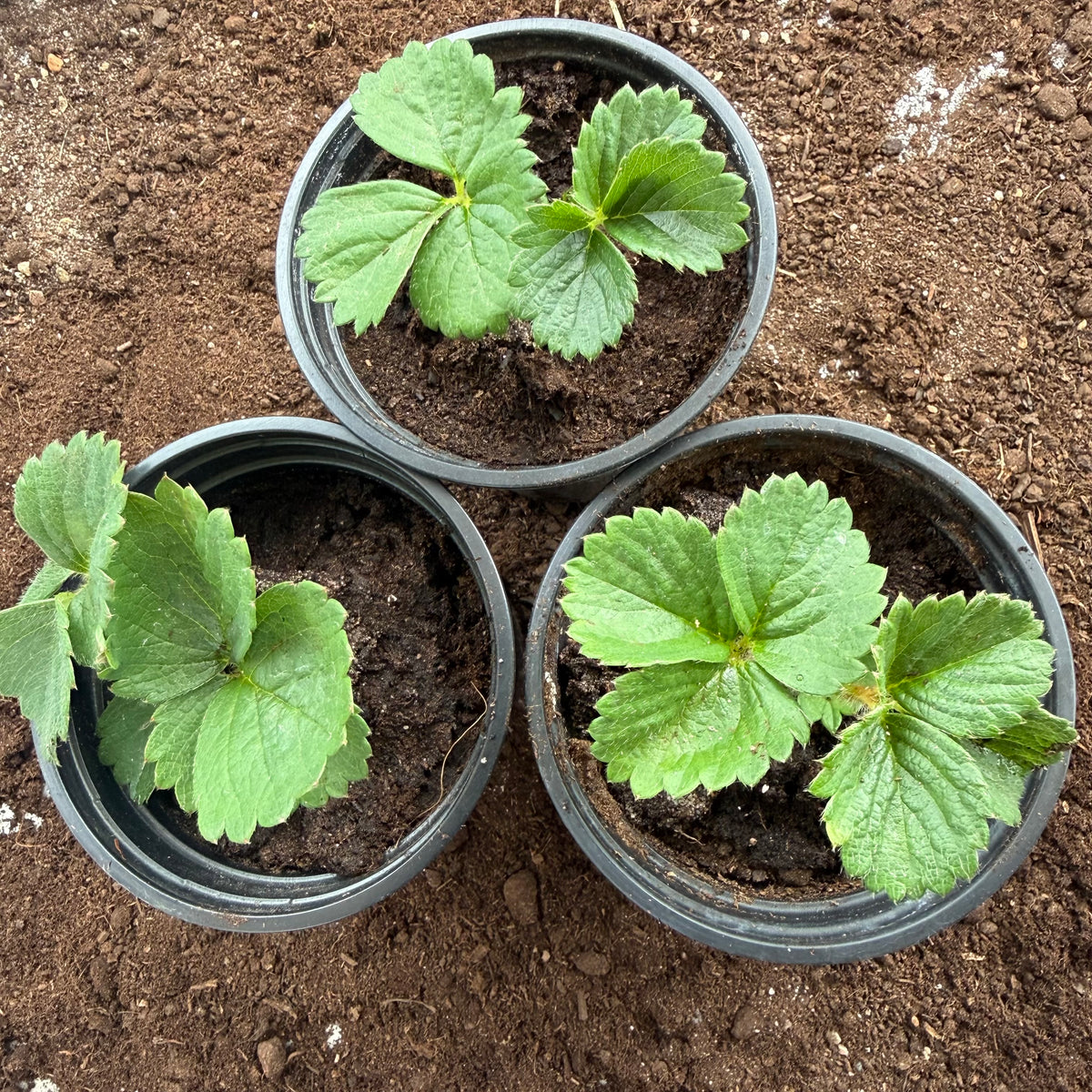 Elsanta Strawberry Plants – Strong Rooted Plugs – Pack of 3 or 6
