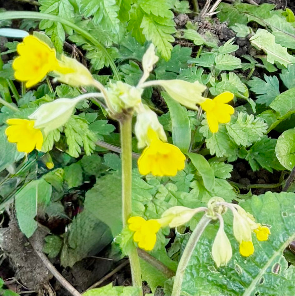 True Wild Cowslip (Primula veris) Edible Flower Plug Plants – Pack of 3