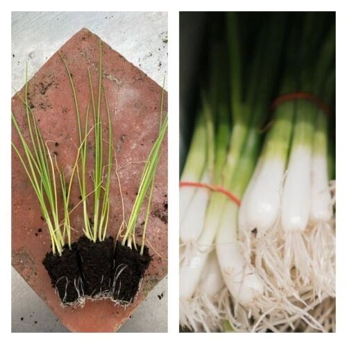 Three Welsh onion plant plugs - kitchen garden perennial vegetables!