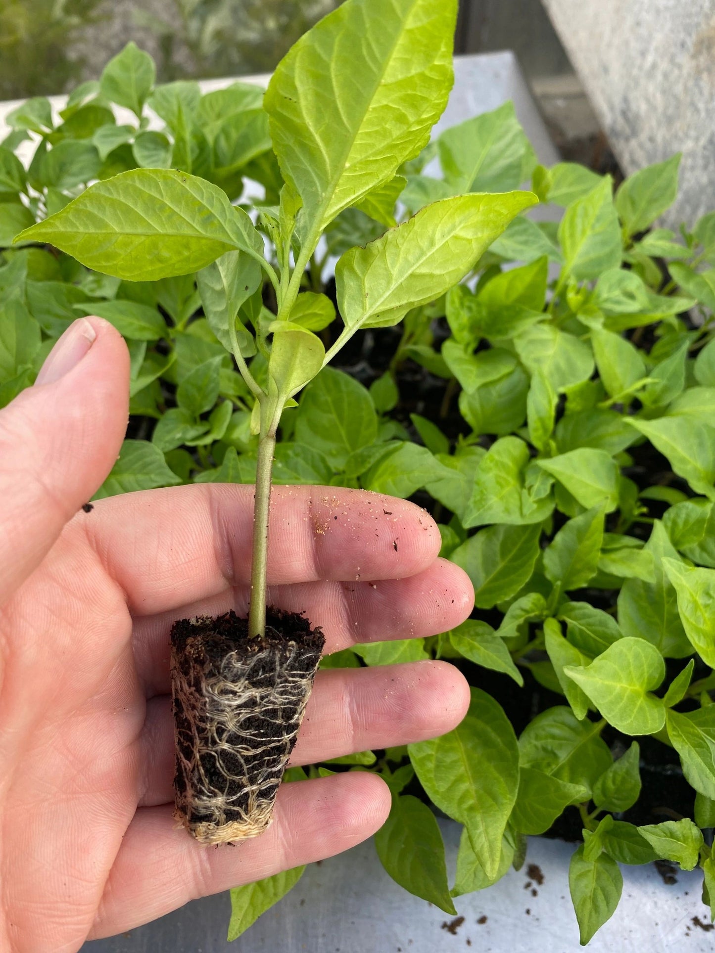 Chilli Plant Gift Cards- give a gift that grows!