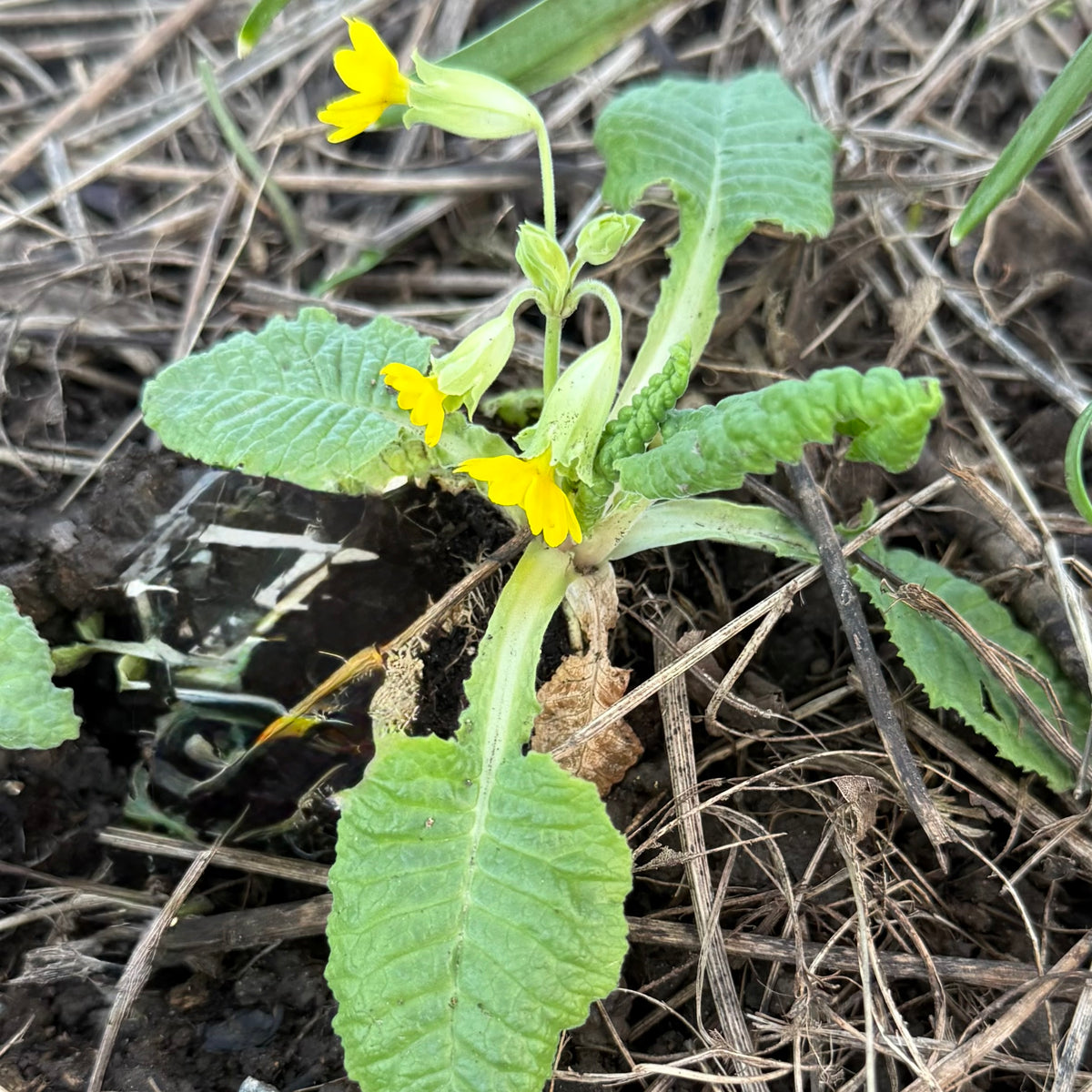 True Wild Cowslip (Primula veris) Edible Flower Plug Plants – Pack of 3