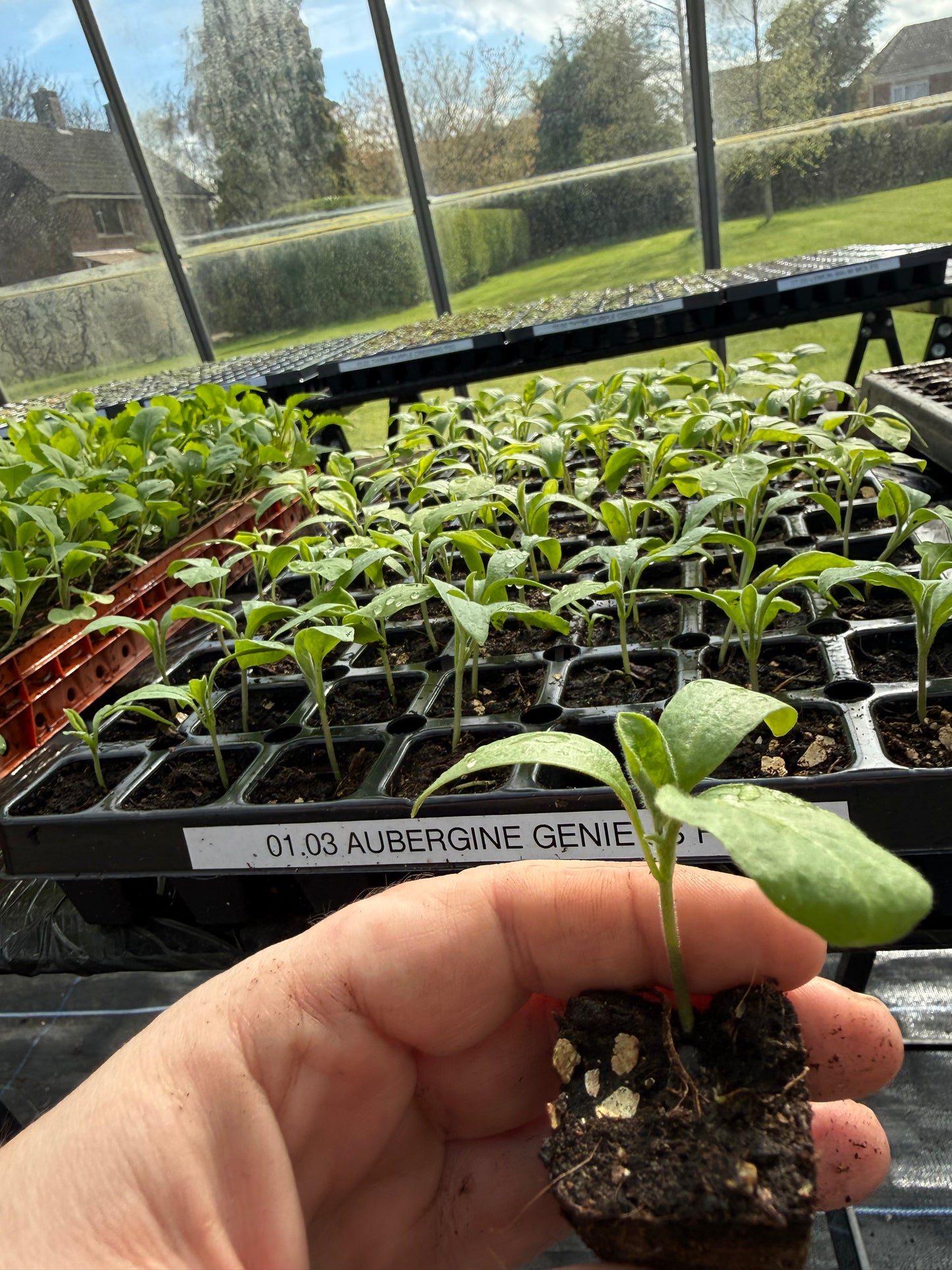 Ready to Grow Aubergine ‘Genie F1’ Plug Plants – 1, 3 or 6 Plants – UK Grown