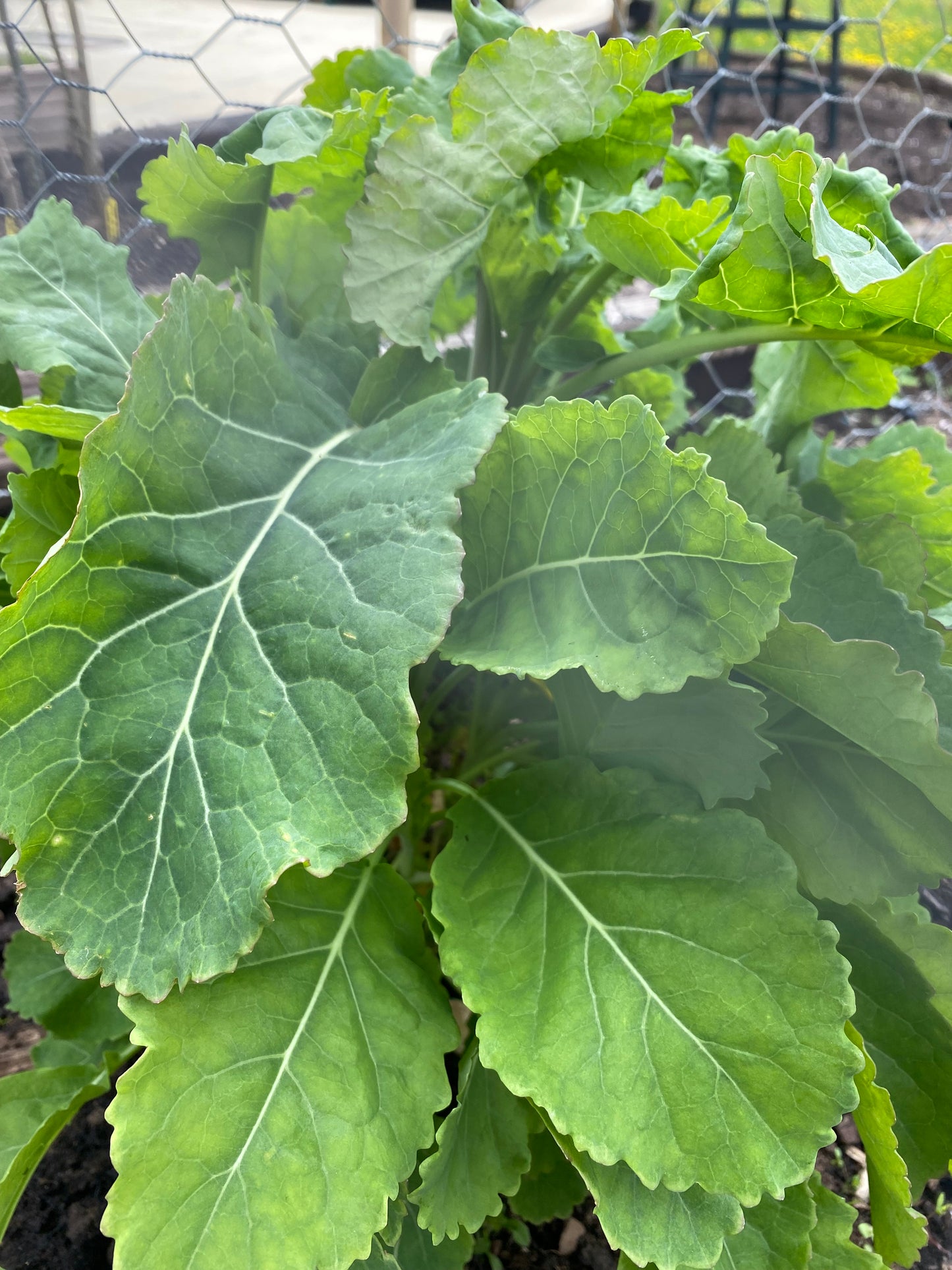 Daubenton's Perennial Kale Rooted Plug Plants