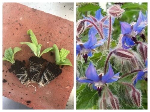 borage