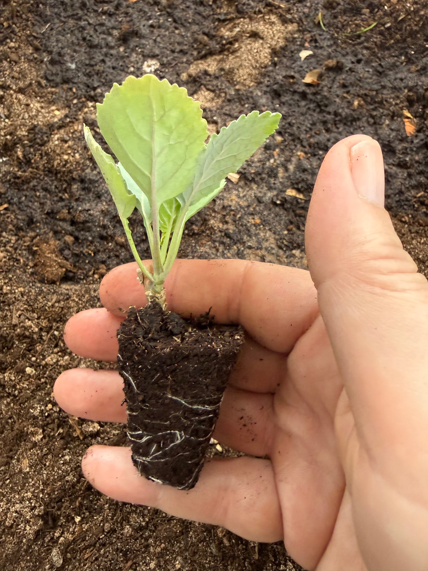 Daubenton's Perennial Kale Rooted Plug Plants