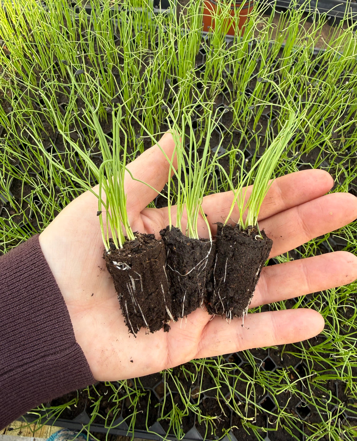 Welsh Onion Plug Plants - Hardy Perennial Bunching Onions