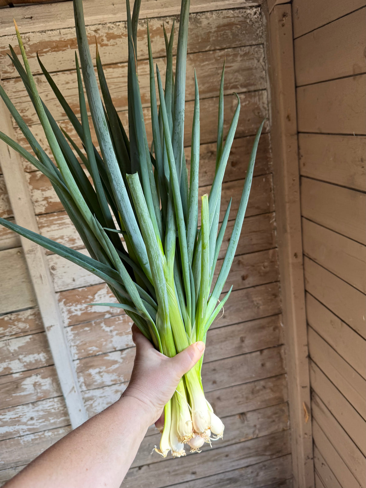 Welsh Onion Plug Plants - Hardy Perennial Bunching Onions