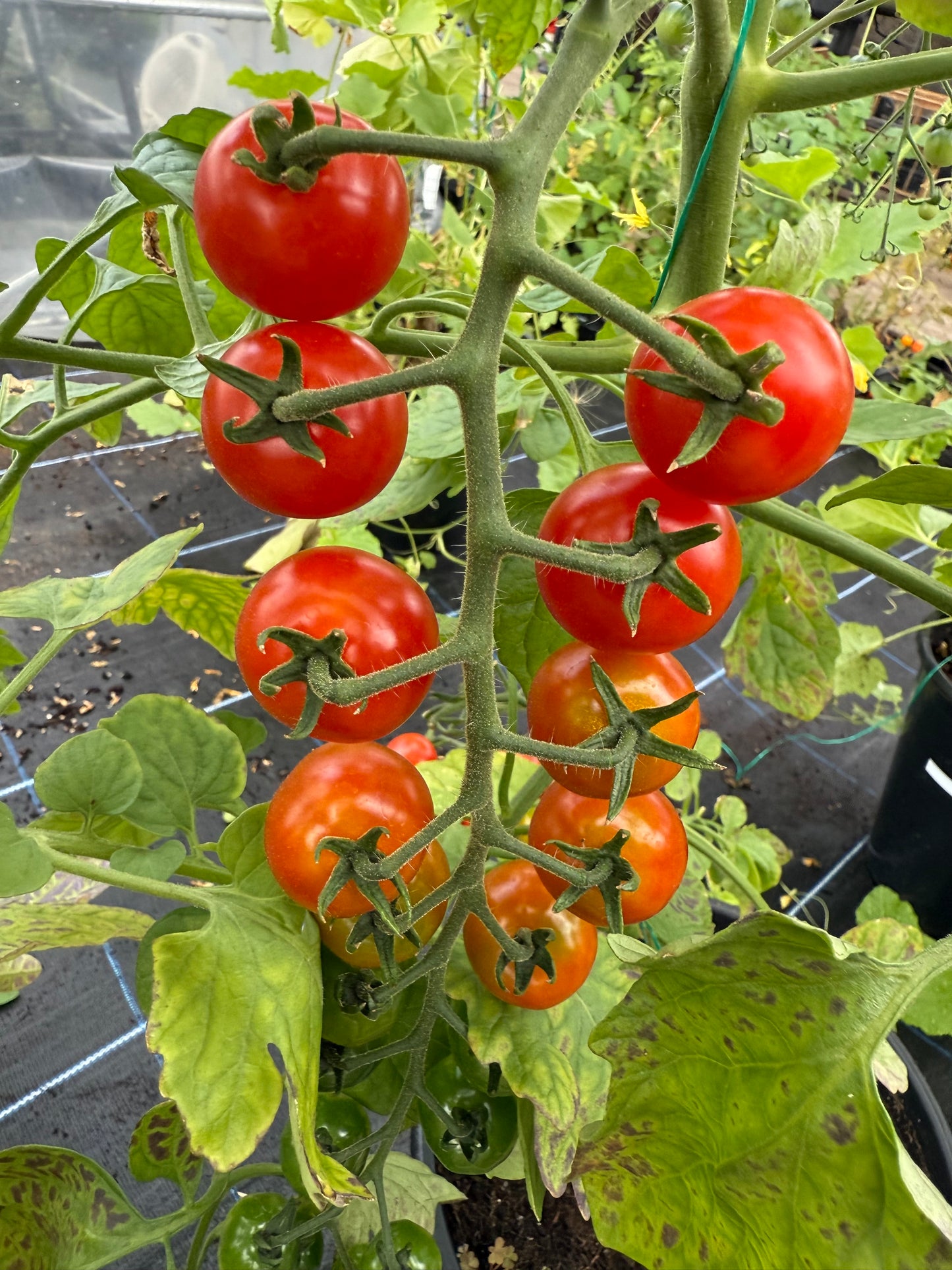 Tomato Plug Plants UK Grown – Choose Your Variety – Strong and Ready to Grow