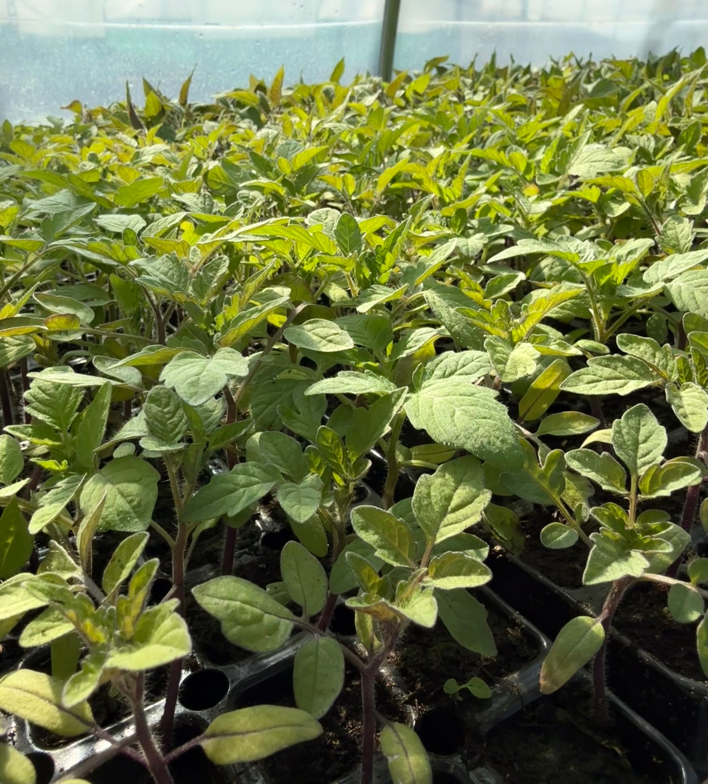Tomato Plug Plants UK Grown – Choose Your Variety – Strong and Ready to Grow