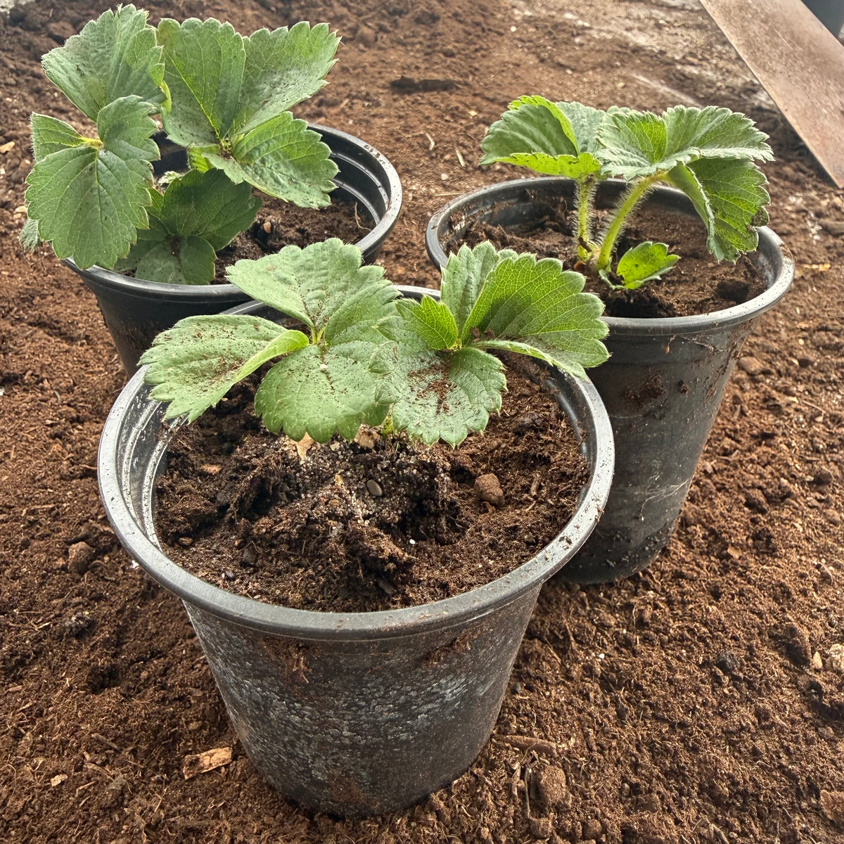 Elsanta Strawberry Plants – Strong Rooted Plugs – Pack of 3 or 6