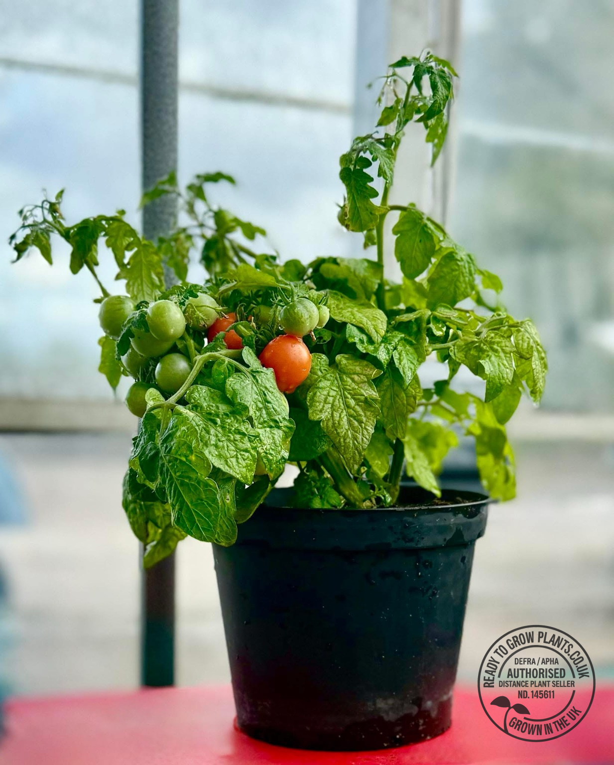 Dwarf House Tomato Plug Plants – Compact Bush Variety – Ideal for Pots & Windowsills – 3, 5 or 6 Plants