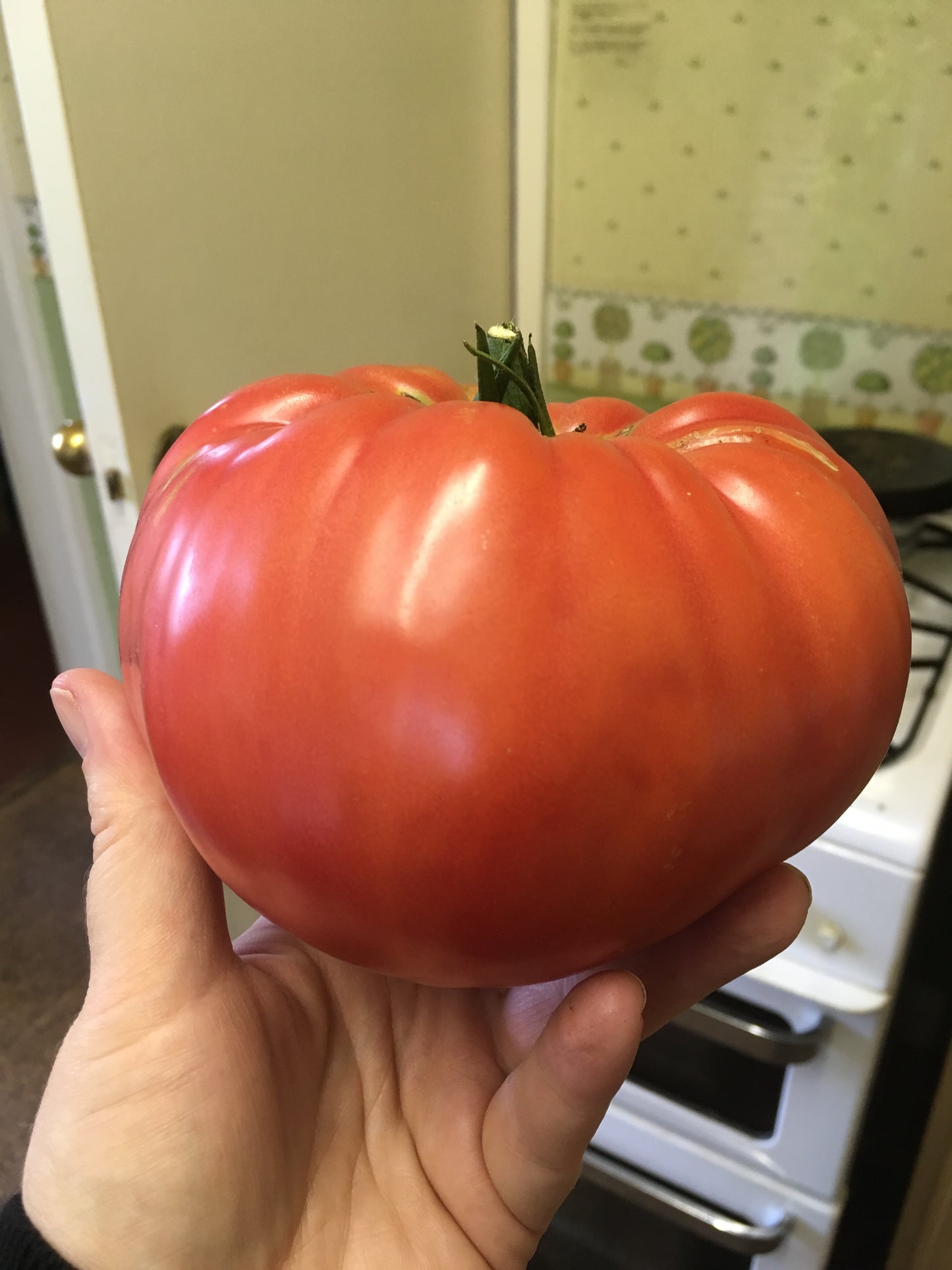 Tomato Plug Plants UK Grown – Choose Your Variety – Strong and Ready to Grow
