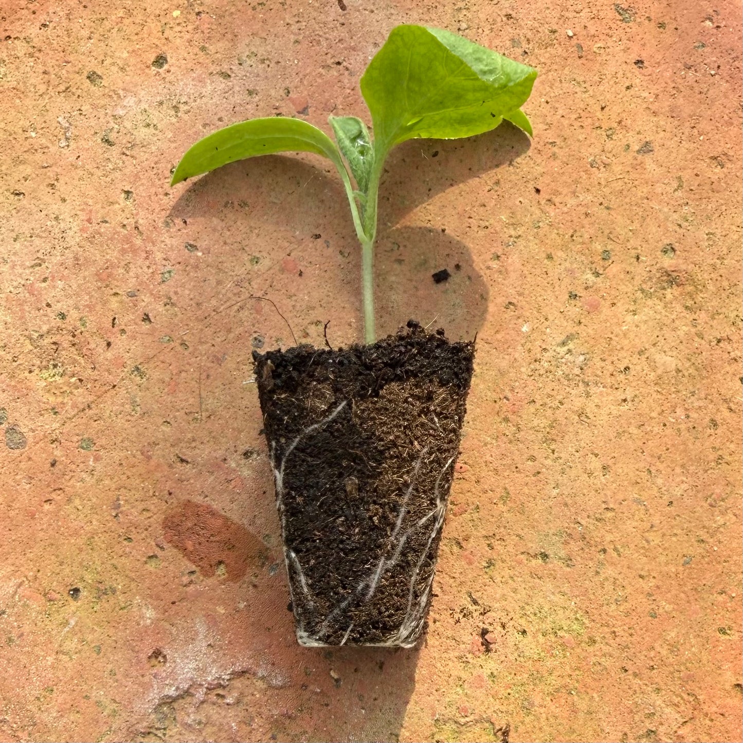Ready to Grow Aubergine ‘Genie F1’ Plug Plants – 1, 3 or 6 Plants – UK Grown