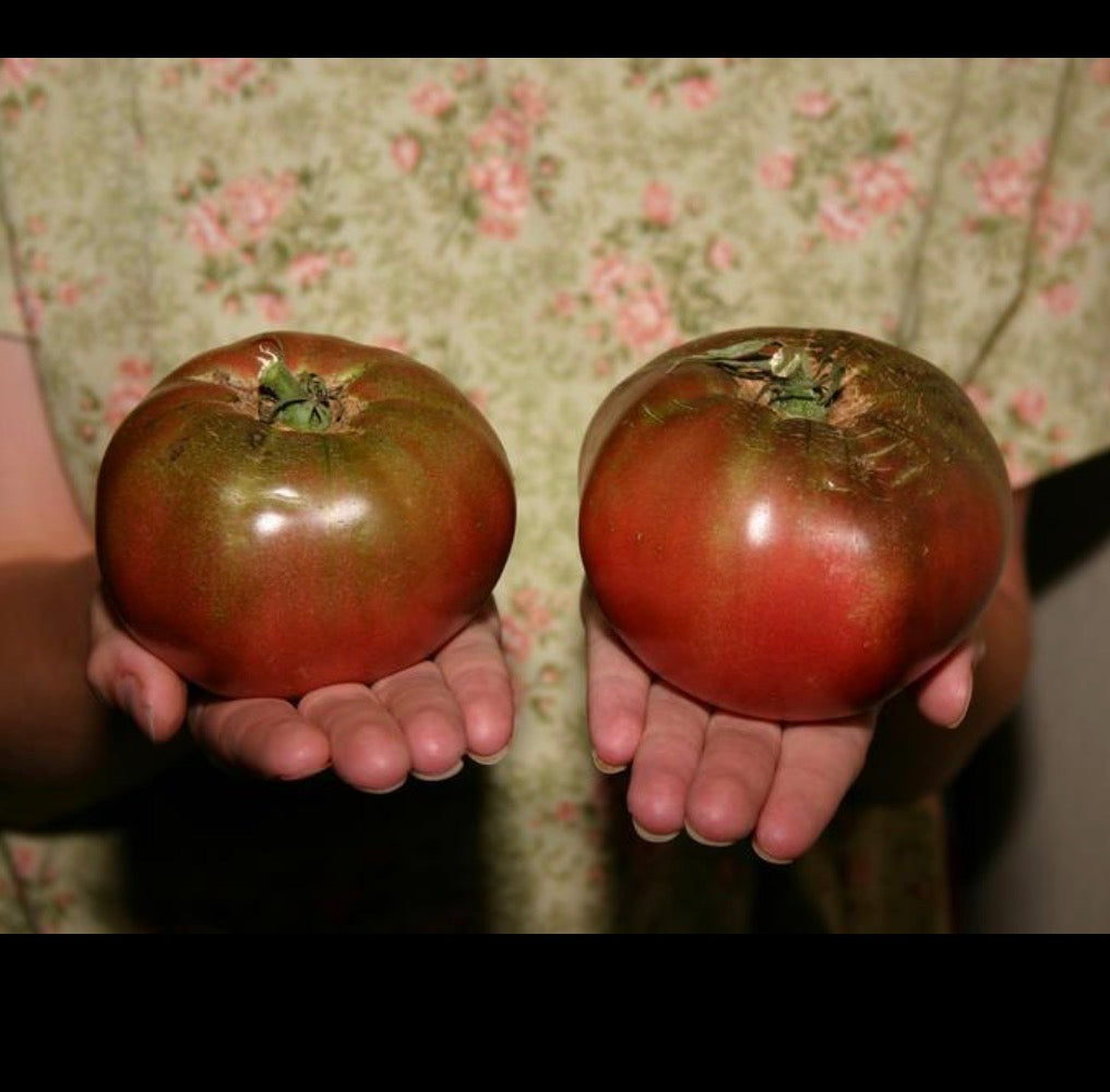 Tomato Plug Plants UK Grown – Choose Your Variety – Strong and Ready to Grow