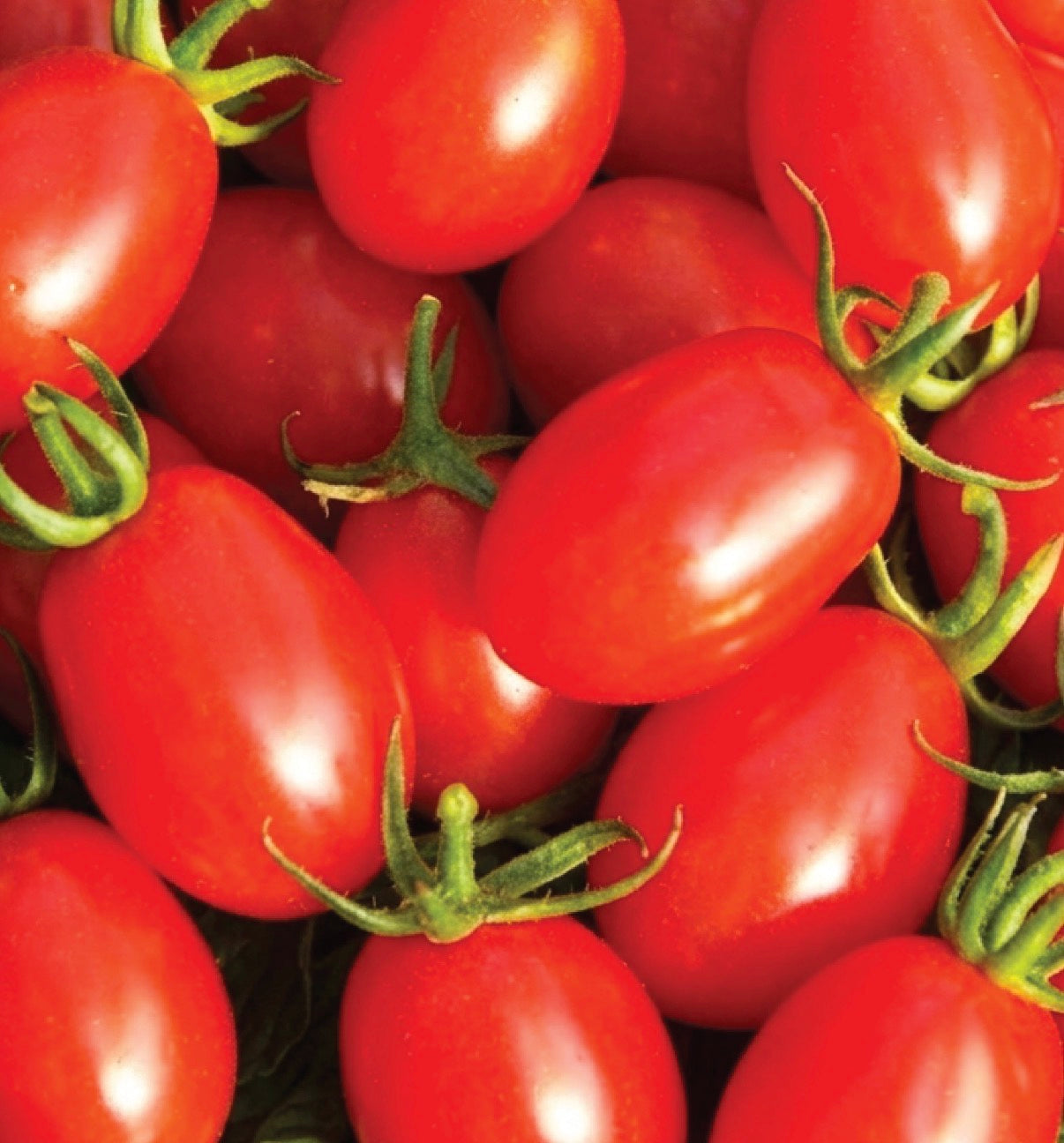 Tomato Plug Plants UK Grown – Choose Your Variety – Strong and Ready to Grow