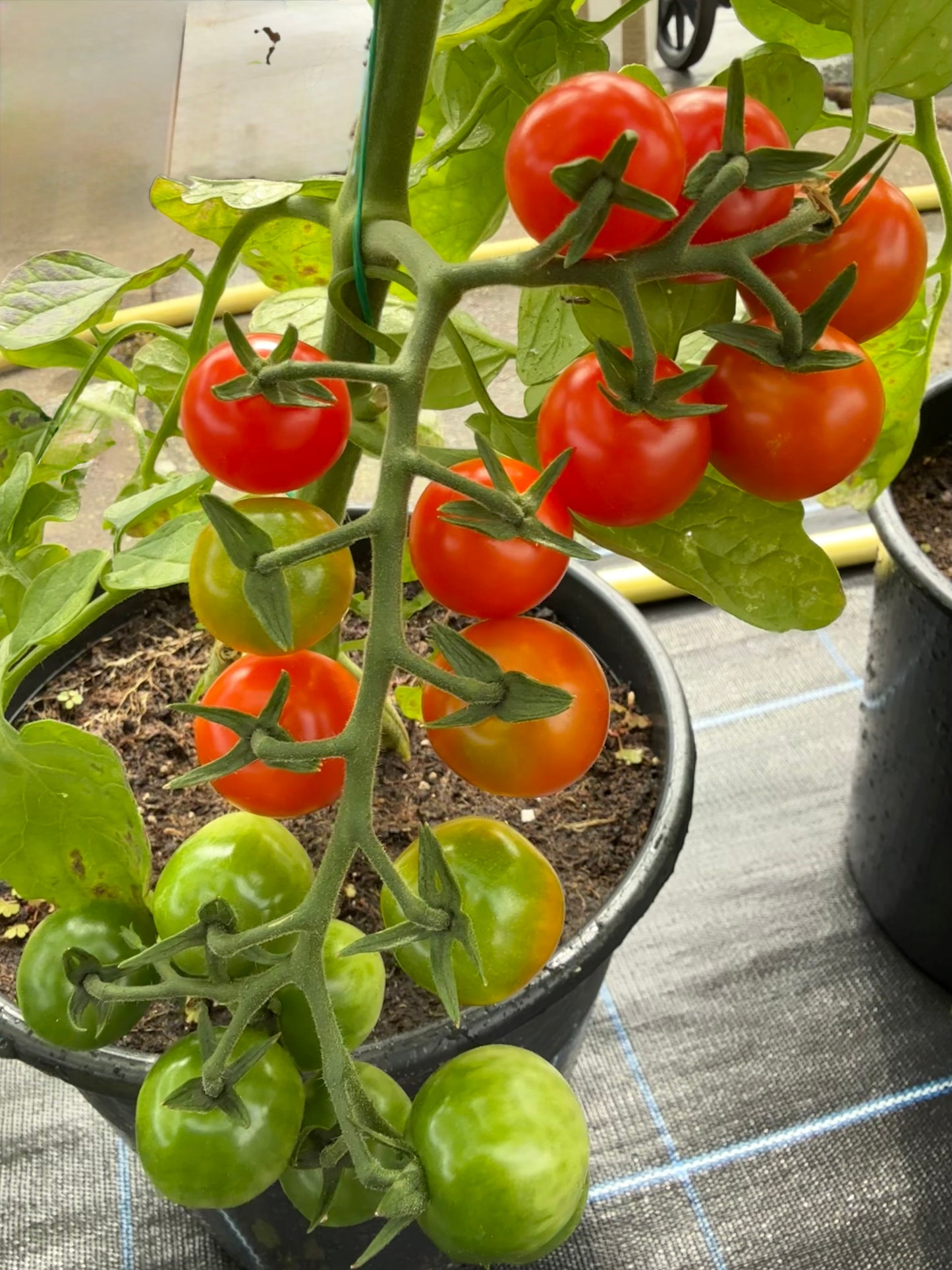Tomato Plug Plants UK Grown – Choose Your Variety – Strong and Ready to Grow