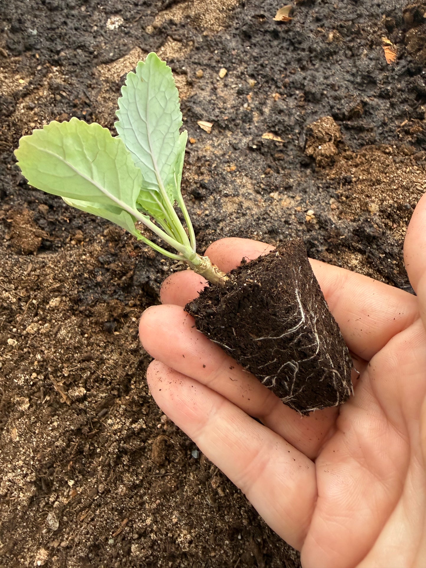 Daubenton's Perennial Kale Rooted Plug Plants