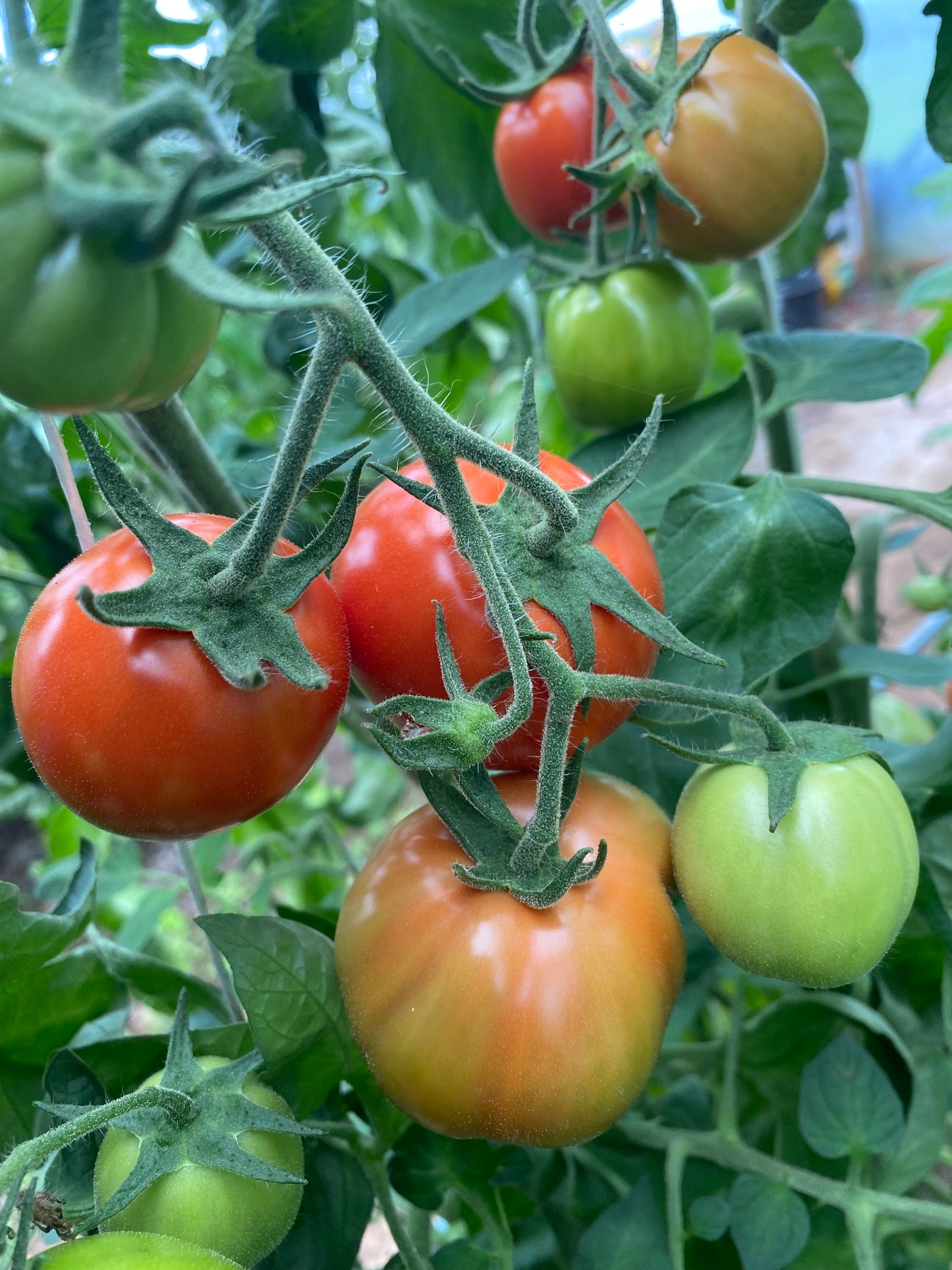 Tomato Plug Plants UK Grown – Choose Your Variety – Strong and Ready to Grow
