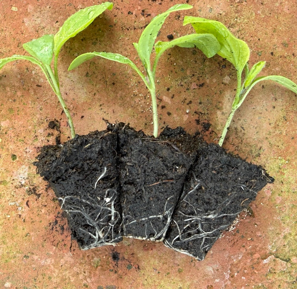 Ready to Grow Aubergine ‘Genie F1’ Plug Plants – 1, 3 or 6 Plants – UK Grown
