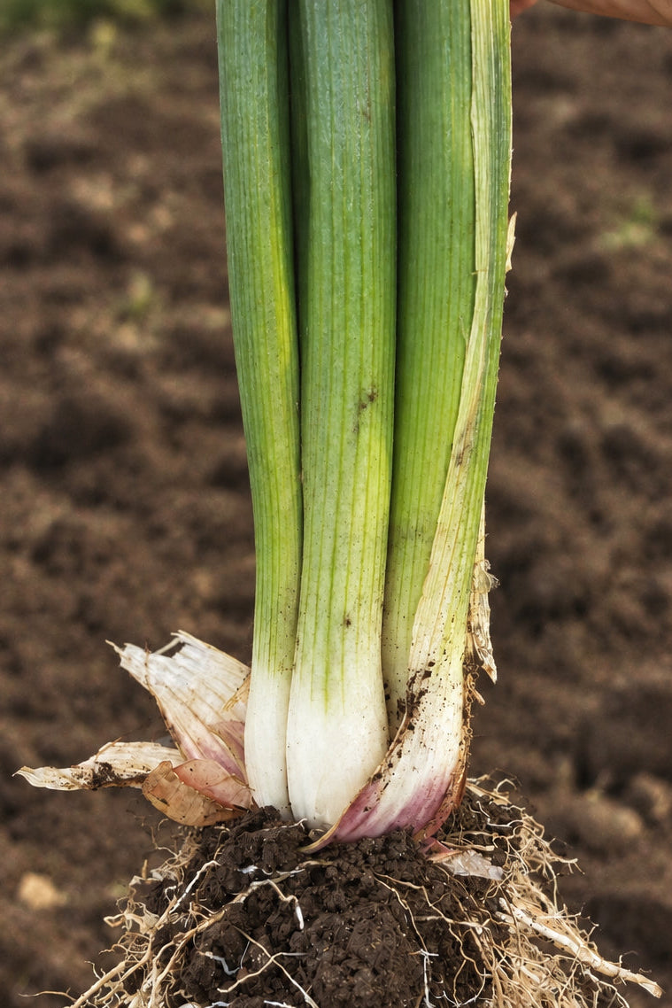 Welsh Onion Plug Plants - Hardy Perennial Bunching Onions