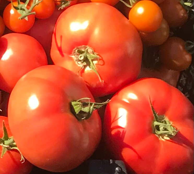 Tomato Plug Plants UK Grown – Choose Your Variety – Strong and Ready to Grow
