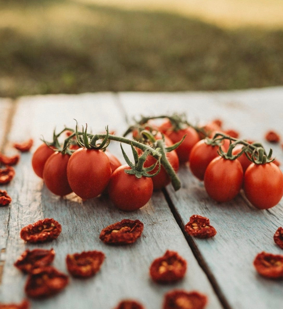 Tomato Plug Plants UK Grown – Choose Your Variety – Strong and Ready to Grow