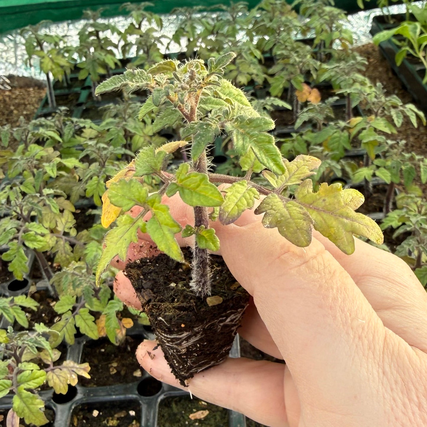 Dwarf House Tomato Plug Plants – Compact Bush Variety – Ideal for Pots & Windowsills – 3, 5 or 6 Plants