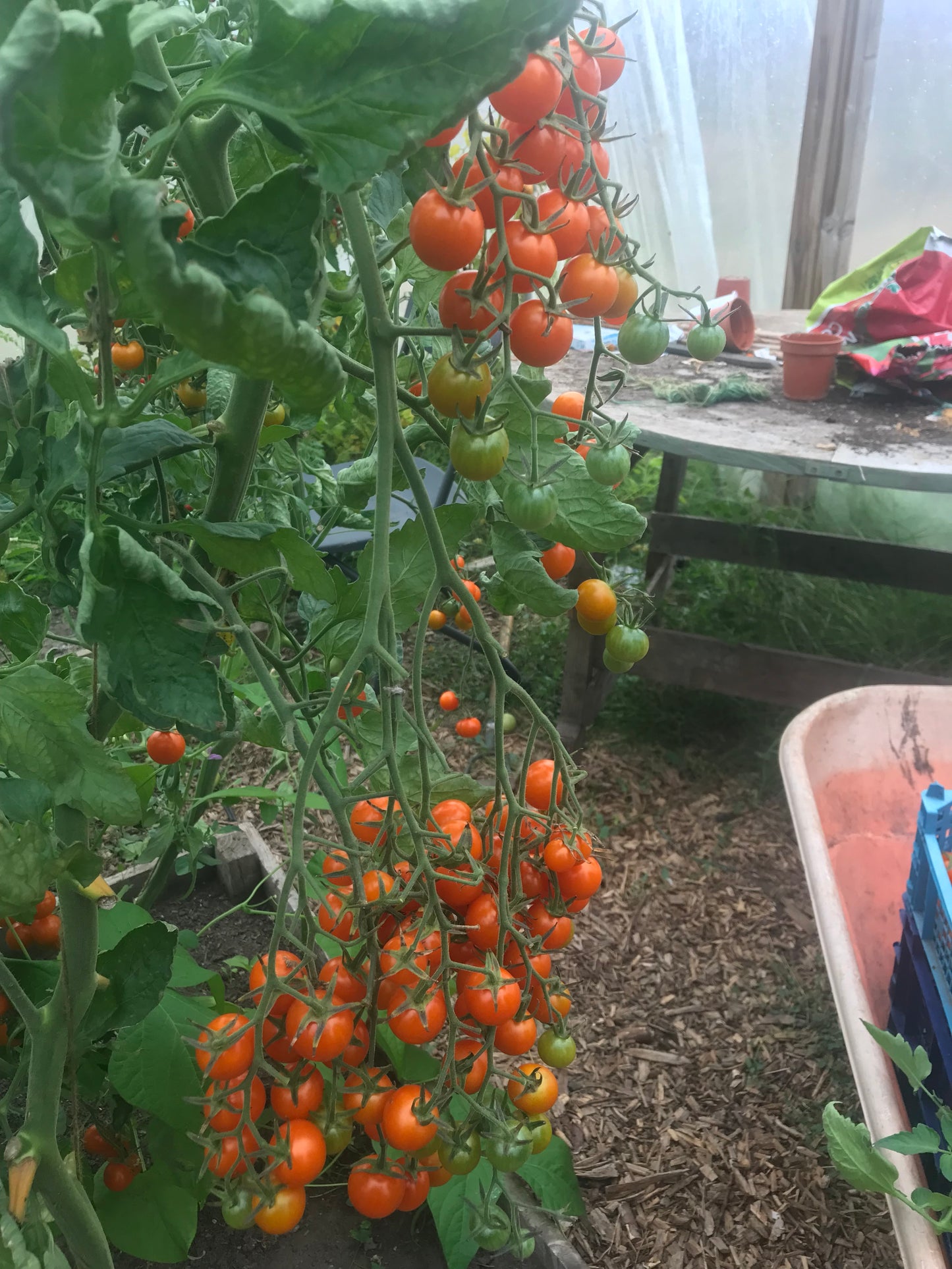 Tomato Plug Plants UK Grown – Choose Your Variety – Strong and Ready to Grow
