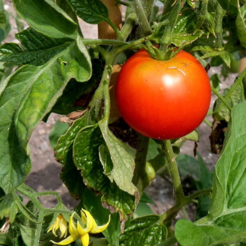 Tomato Plug Plants UK Grown – Choose Your Variety – Strong and Ready to Grow