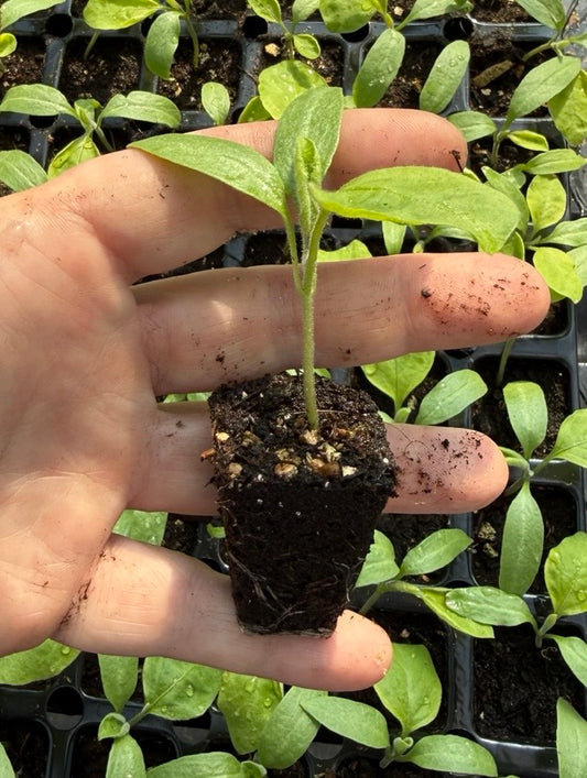 Ready to Grow Aubergine ‘Genie F1’ Plug Plants – 1, 3 or 6 Plants – UK Grown