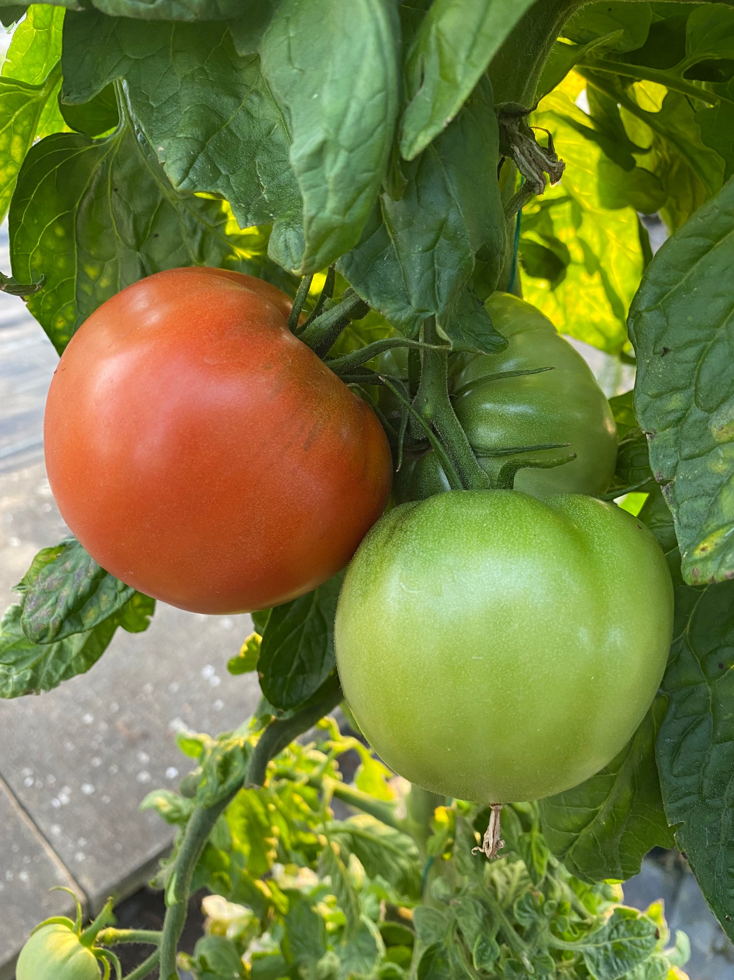 Tomato Plug Plants UK Grown – Choose Your Variety – Strong and Ready to Grow
