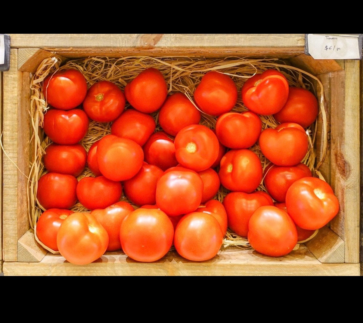 Tomato Plug Plants UK Grown – Choose Your Variety – Strong and Ready to Grow
