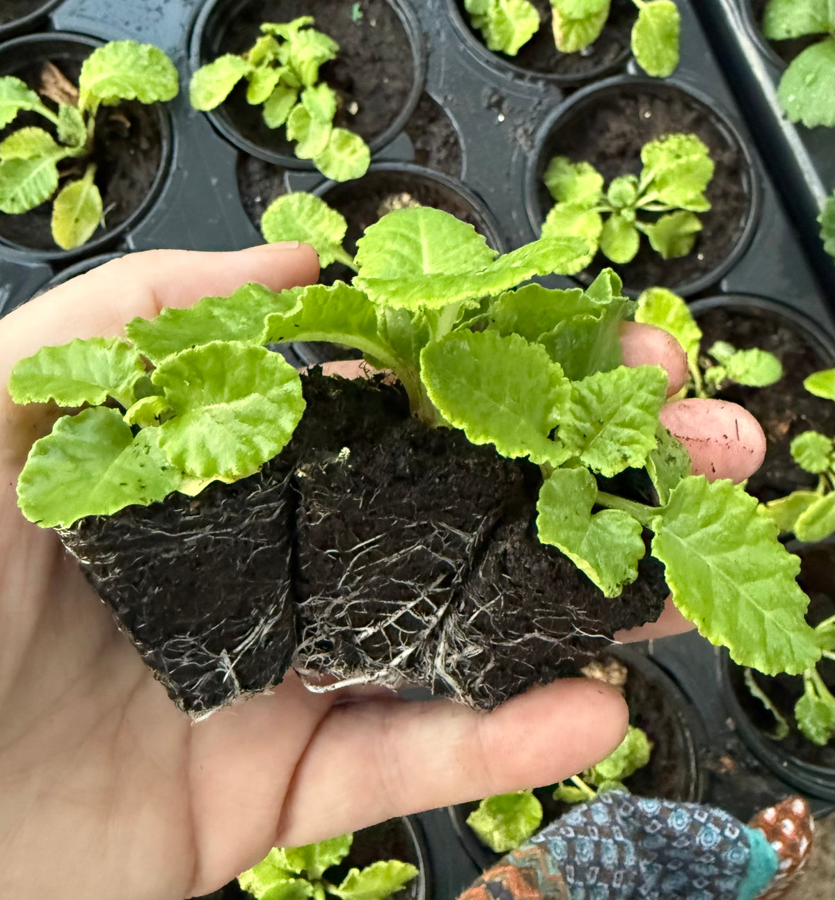 True Wild Cowslip (Primula veris) Edible Flower Plug Plants – Pack of 3