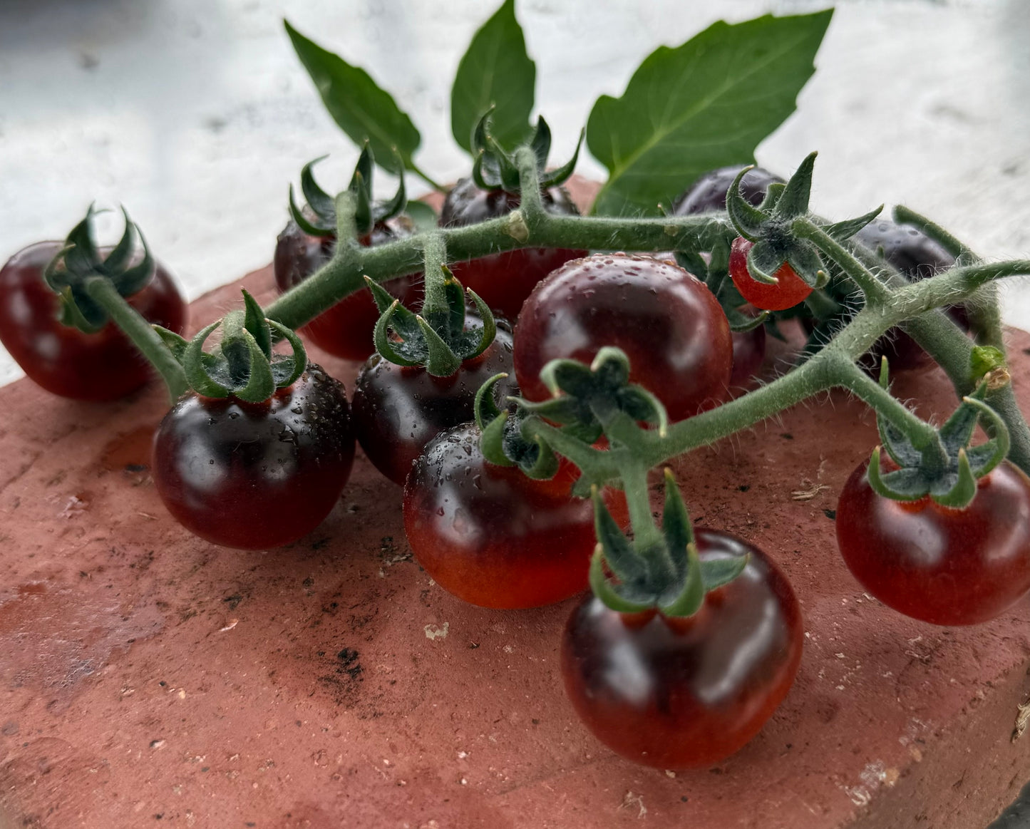 Tomato Plug Plants UK Grown – Choose Your Variety – Strong and Ready to Grow