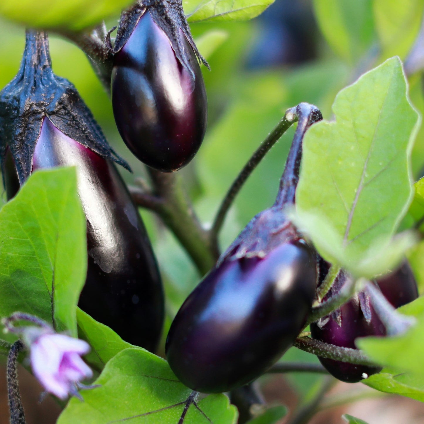 Ready to Grow Aubergine ‘Genie F1’ Plug Plants – 1, 3 or 6 Plants – UK Grown