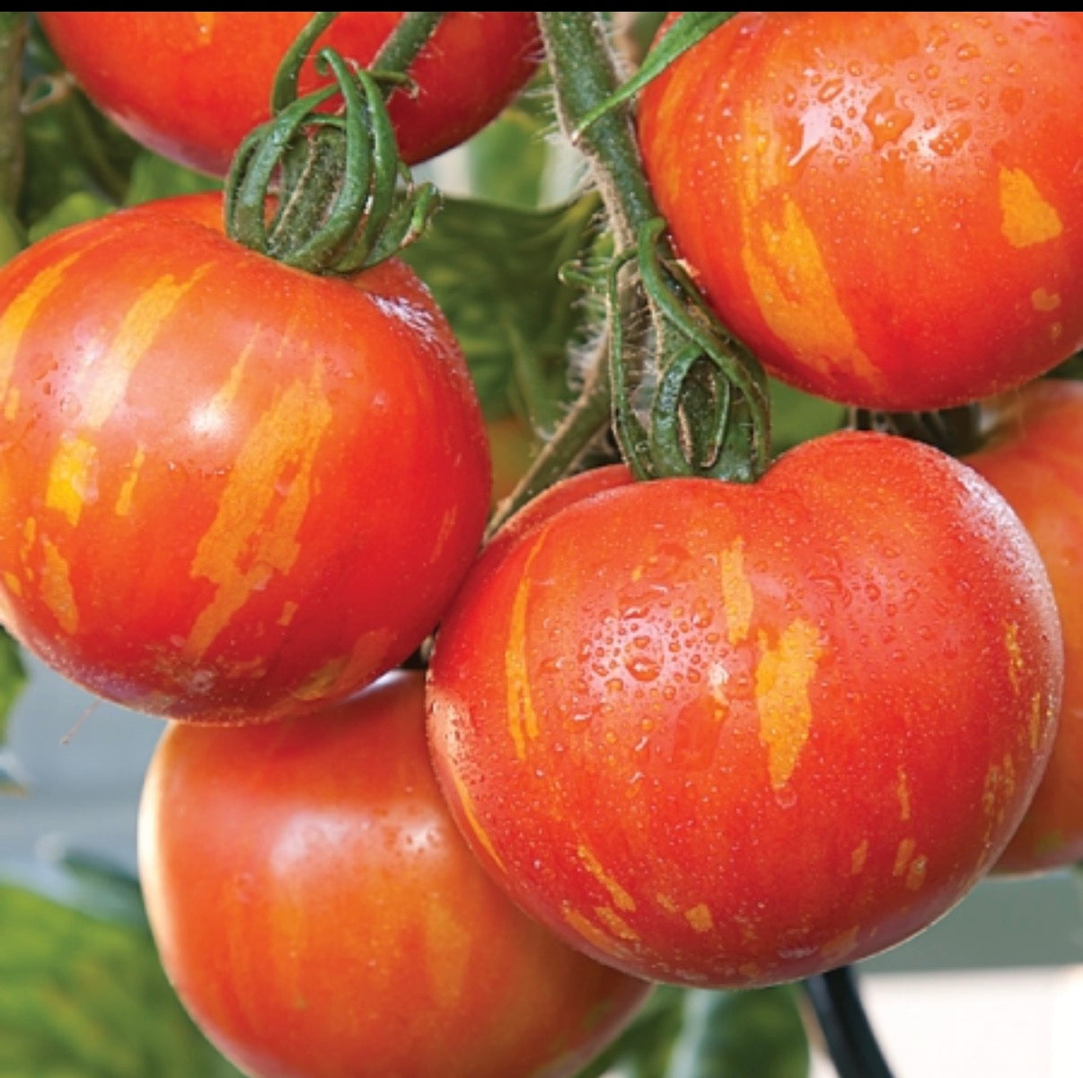 Tomato Plug Plants UK Grown – Choose Your Variety – Strong and Ready to Grow