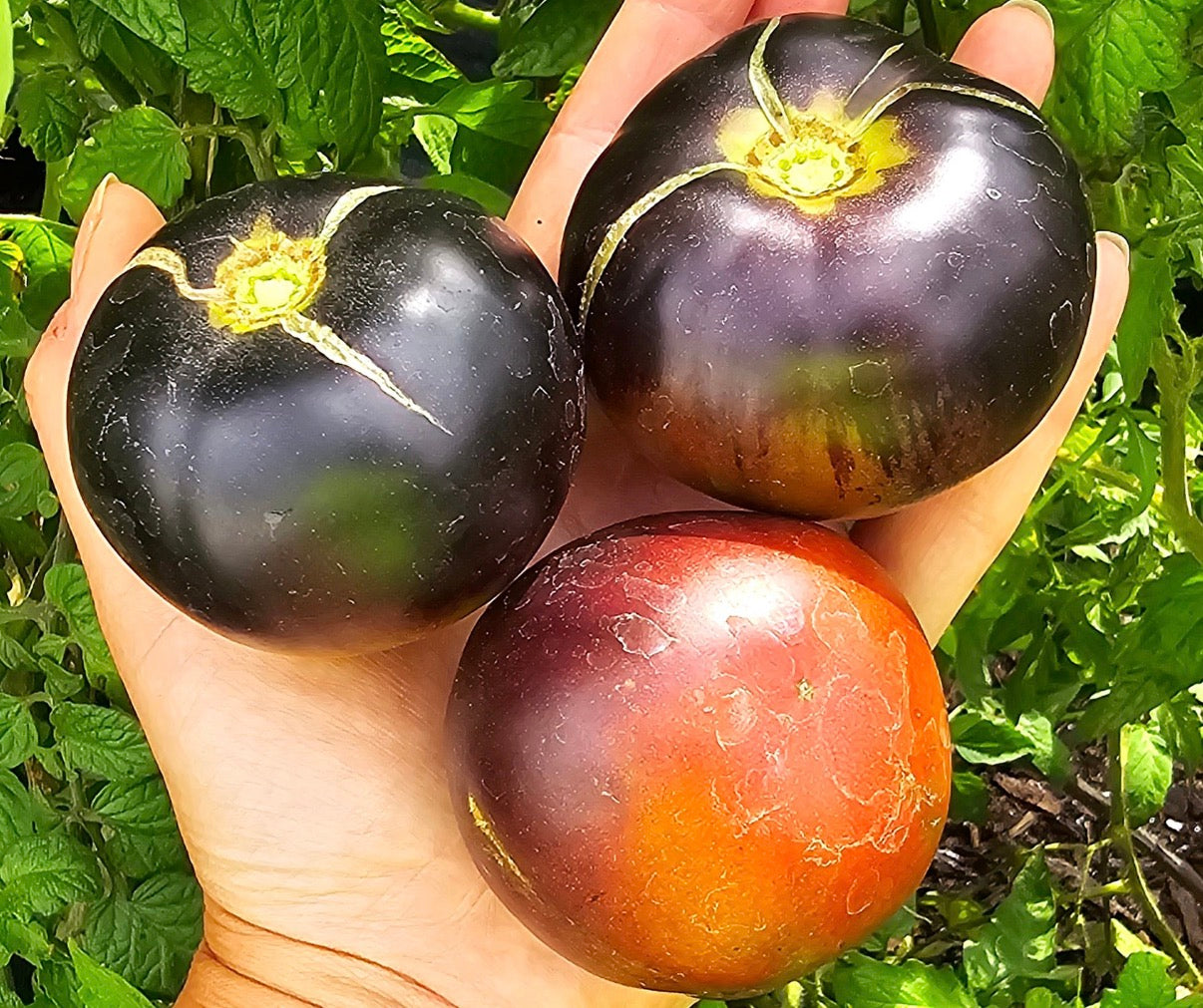 Tomato Plug Plants UK Grown – Choose Your Variety – Strong and Ready to Grow