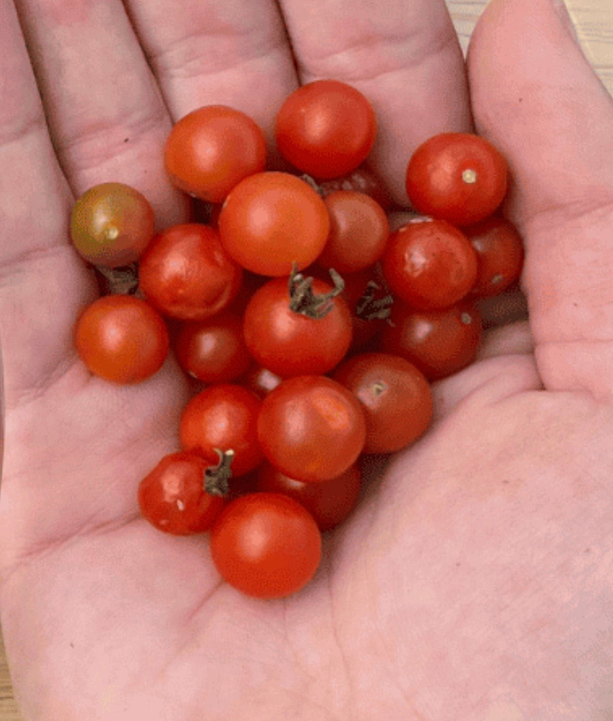 Tomato Plug Plants UK Grown – Choose Your Variety – Strong and Ready to Grow