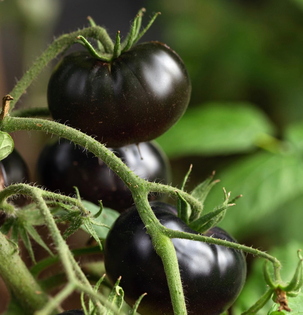 Tomato Plug Plants UK Grown – Choose Your Variety – Strong and Ready to Grow