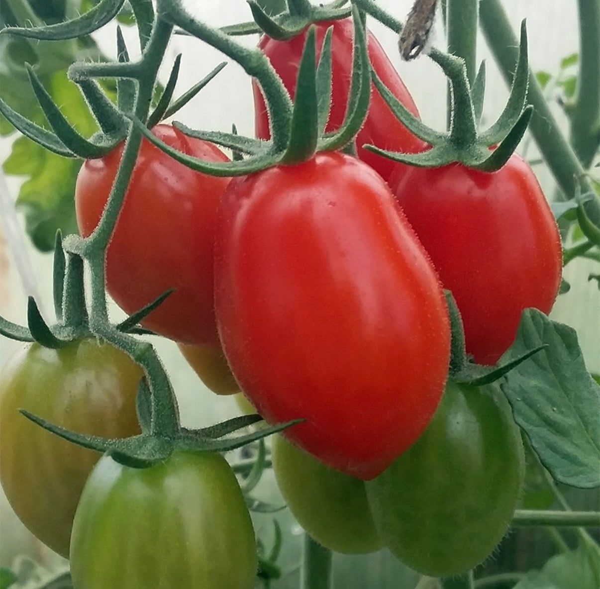 Tomato Plug Plants UK Grown – Choose Your Variety – Strong and Ready to Grow